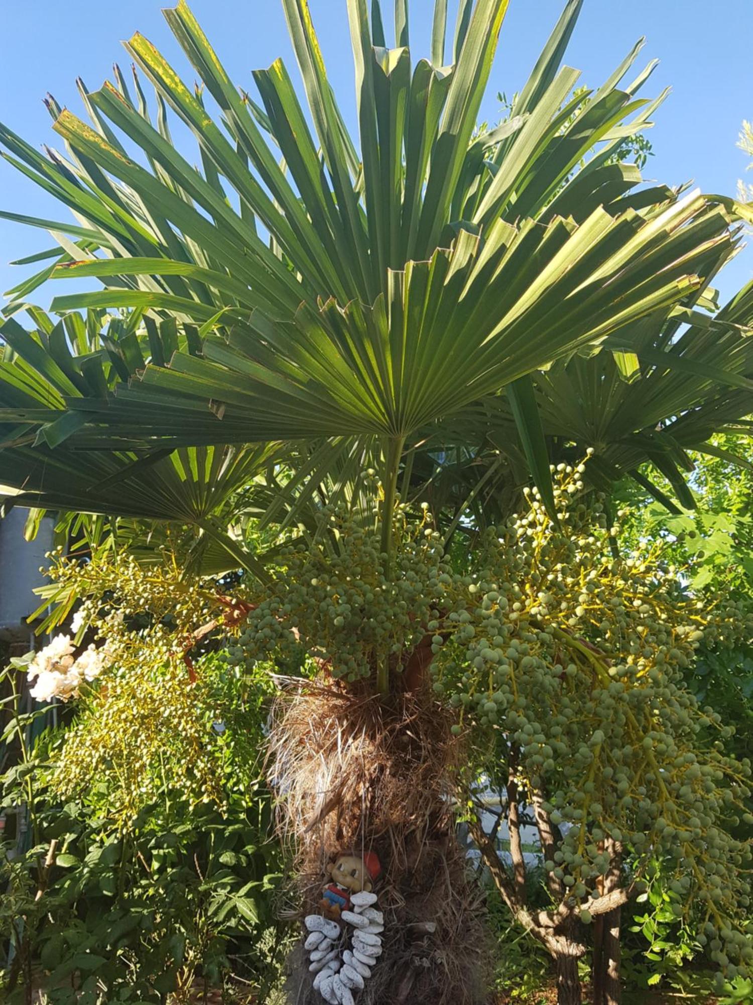 Rora *